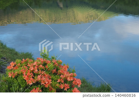 杜鵑花及其在八千穗湖中的倒影 杜鵑花及其在八千穗湖中的倒影 140460816