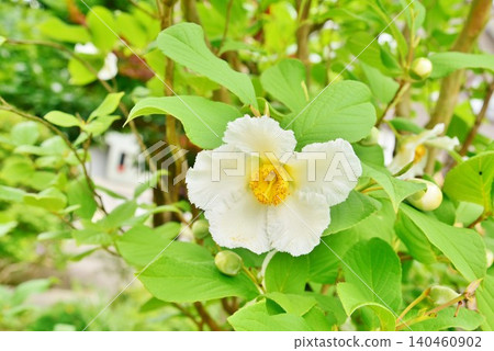 White summer camellia flowers that bloom in early summer White summer camellia flowers that bloom in early summer 140460902
