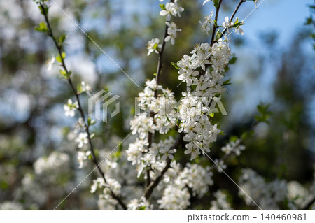 Close-up photo of white blossoms on a tree branch, captured during springtime. The delicate flowers and lush green leaves are set against a soft background of blue sky and greenery Close-up photo of white blossoms on a tree branch, captured during springtime. The delicate flowers and lush green leaves are set against a soft background of blue sky and greenery 140460981