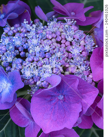 Blue hydrangea Blue hydrangea 140461026