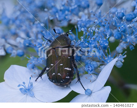 A flower beetle perched on a hydrangea flower. A flower beetle perched on a hydrangea flower. 140461027