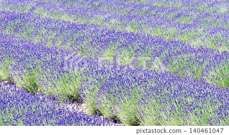 Lavender fields around Furano, a brand image of Hokkaido in the summer. Lavender fields around Furano, a brand image of Hokkaido in the summer. 140461047