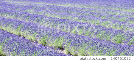 Lavender fields around Furano, a brand image of Hokkaido in the summer. Lavender fields around Furano, a brand image of Hokkaido in the summer. 140461052