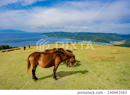 Wild horses and coastal scenery at Komatsugaoka, Toi Cape Wild horses and coastal scenery at Komatsugaoka, Toi Cape 140461083