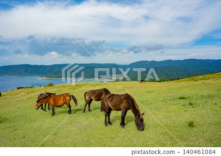 Wild horses and coastal scenery at Komatsugaoka, Toi Cape Wild horses and coastal scenery at Komatsugaoka, Toi Cape 140461084