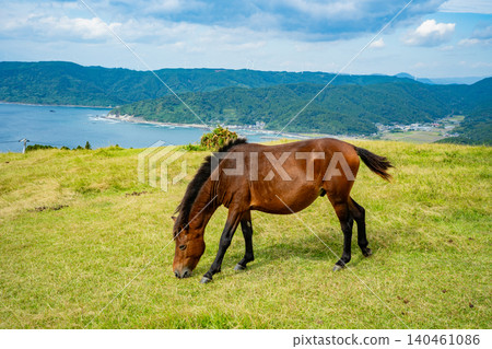 Wild horses and coastal scenery at Komatsugaoka, Toi Cape Wild horses and coastal scenery at Komatsugaoka, Toi Cape 140461086
