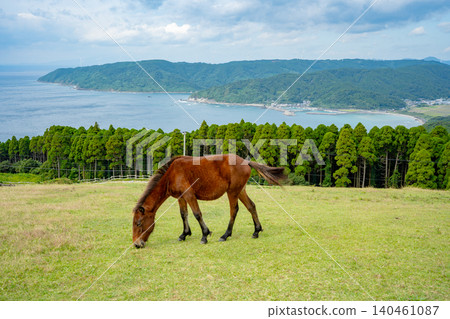 Wild horses and coastal scenery at Komatsugaoka, Toi Cape Wild horses and coastal scenery at Komatsugaoka, Toi Cape 140461087