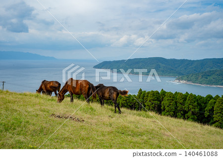 小松丘的野馬和海岸風景,東海岬 小松丘的野馬和海岸風景,東海岬 140461088