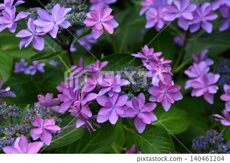 Purple hydrangeas blooming at Hase-dera Temple in Kamakura during the rainy season. 140461204