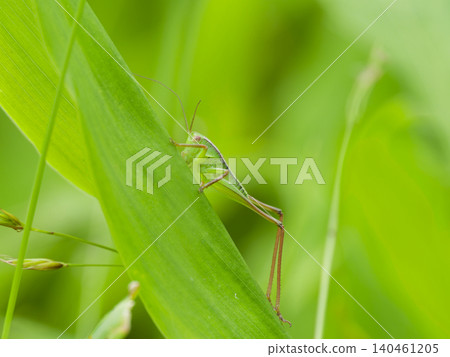 A grasshopper nymph perched on a grass plant. 140461205