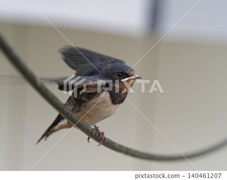 A fledgling swallow begging for food. A fledgling swallow begging for food. 140461207