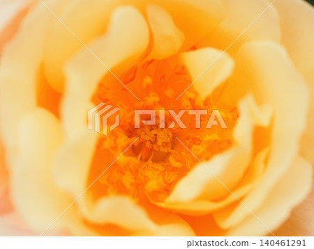 Rose stamens (Chanel, 20260515081629) Rose stamens (Chanel, 20260515081629) 140461291