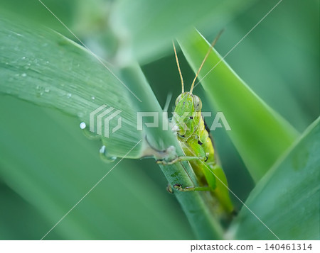 Grasshopper stagnating in the leaves 140461314