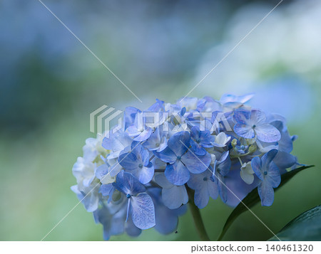 藍色繡球花 藍色繡球花 140461320