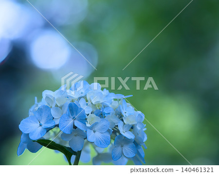 藍色繡球花 藍色繡球花 140461321