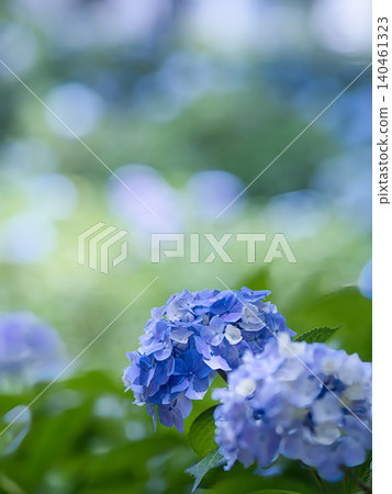 藍色繡球花 藍色繡球花 140461323