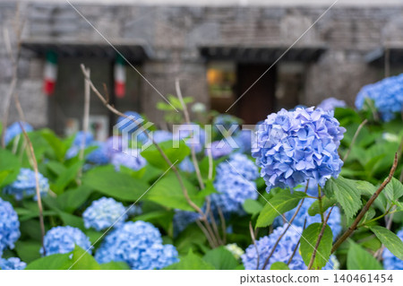 Photographing hydrangeas blooming on the sidewalks of Oike-dori in Nakagyo Ward, Kyoto City Photographing hydrangeas blooming on the sidewalks of Oike-dori in Nakagyo Ward, Kyoto City 140461454