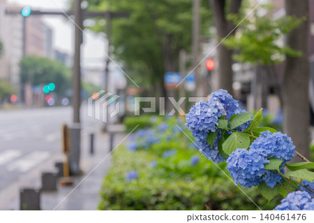Photographing hydrangeas blooming on the sidewalks of Oike-dori in Nakagyo Ward, Kyoto City 140461476