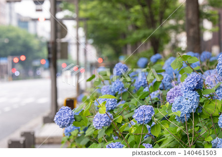 Photographing hydrangeas blooming on the sidewalks of Oike-dori in Nakagyo Ward, Kyoto City Photographing hydrangeas blooming on the sidewalks of Oike-dori in Nakagyo Ward, Kyoto City 140461503