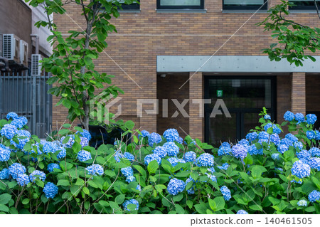 在京都市中京區禦池通人行道上拍攝盛開的繡球花 140461505