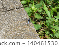 A common skimmer dragonfly rests its wings on a paving block on the walking path. 140461530