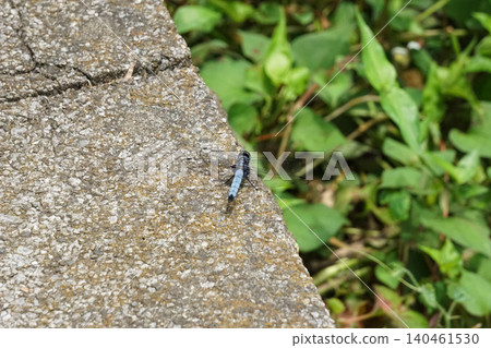 A common skimmer dragonfly rests its wings on a paving block on the walking path. 140461530