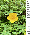 Yellow flower among the leaves 140461639