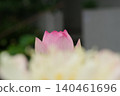 Landscape with lotus flowers 140461696
