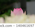 Lotus flowers blooming in soft light 140461697