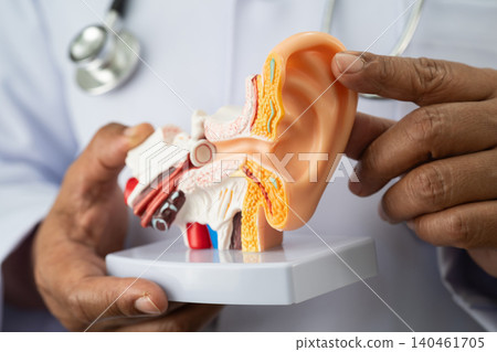 Asian doctor holding human ear model to learn and treat hearing loss in patient. 140461705