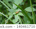 A grasshopper nymph perched on a leaf 140461710