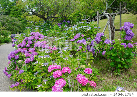 Hydrangeas at Asahi Park in Chita City Hydrangeas at Asahi Park in Chita City 140461794