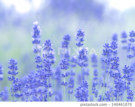 Blue Lavender Blue Lavender 140461878