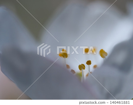 白色櫻花雄蕊 140461881