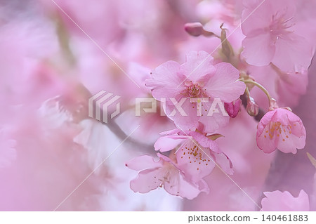 可愛的粉紅色川津櫻花 可愛的粉紅色川津櫻花 140461883