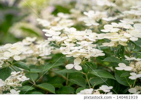 繡球花盛開。 140461919