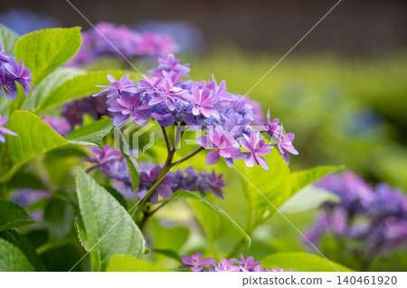 淺紫色繡球花 140461920