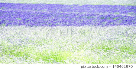 富良野周圍的薰衣草田，是北海道夏季的標誌性景觀。 140461970