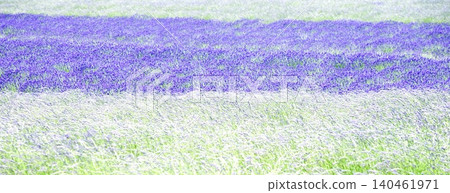 Lavender fields around Furano, a brand image of Hokkaido in the summer. Lavender fields around Furano, a brand image of Hokkaido in the summer. 140461971