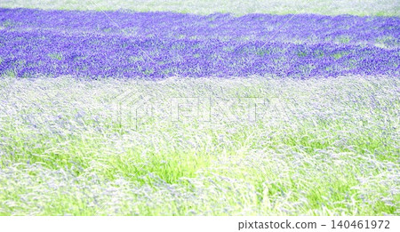 富良野周圍的薰衣草田，是北海道夏季的標誌性景觀。 140461972