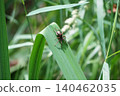 A wolf spider protecting its eggs on a green leaf. 140462035