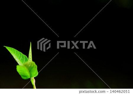 在廣闊的黑色背景下,嫩綠的葉子正在萌芽。 在廣闊的黑色背景下,嫩綠的葉子正在萌芽。 140462051