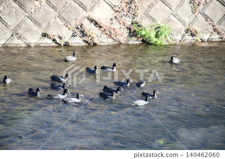 A flock of coots moving across the water's surface A flock of coots moving across the water's surface 140462060
