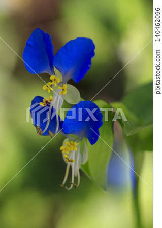 Blue flowers of the dayflower blooming in the autumn fields Blue flowers of the dayflower blooming in the autumn fields 140462096
