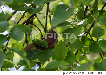 Autumn forest scenery: ripe akebi fruit 140462099