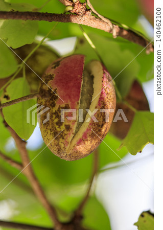 Autumn forest scenery: ripe akebi fruit Autumn forest scenery: ripe akebi fruit 140462100
