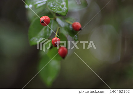 Autumn forest scenery: Red berries of wild roses, wet with rain. Autumn forest scenery: Red berries of wild roses, wet with rain. 140462102
