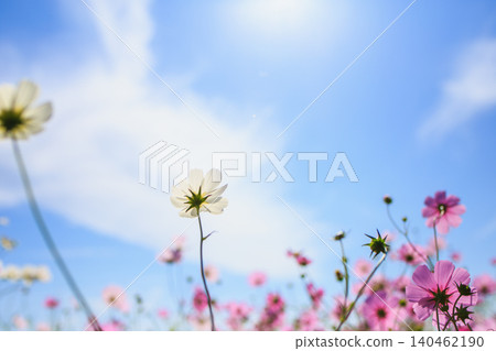 A soft photograph of pink cosmos flowers blooming against a blue sky. 140462190