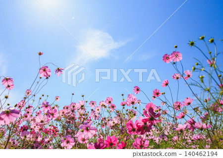 A soft photograph of pink cosmos flowers blooming against a blue sky. A soft photograph of pink cosmos flowers blooming against a blue sky. 140462194