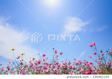 A soft photograph of pink cosmos flowers blooming against a blue sky. A soft photograph of pink cosmos flowers blooming against a blue sky. 140462195